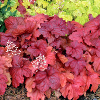 223.Heuchera Fire Alarm 2,83<br />примерно 198р