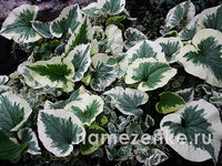 213. Brunnera macrophylla <br />Variegata I 2,29<br />примерно 160 р<br /><br />gev09