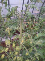 IMG_20170719_202242.jpg