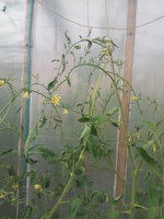 IMG_20170720_160033.jpg