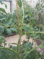 IMG_20170720_160004.jpg