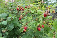 IMG_8457.jpg