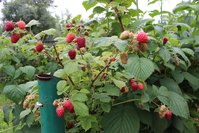 IMG_8462.jpg