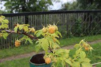 IMG_8463.jpg