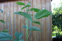 IMG_8525.jpg