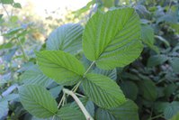 IMG_8522.jpg