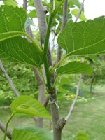 DSC05171.JPG