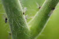 IMG_6391_.jpg