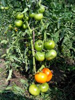IMG_7767.JPG