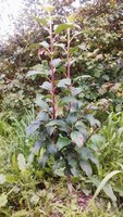 IMG_20170808_163633_596.jpg