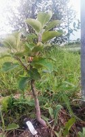 IMG_20170808_204714_429.jpg