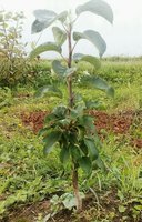 IMG_20170809_132538_582.jpg