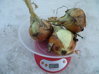 Стурон 9,08,17г,.jpg