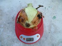 Стурон 9,08,17г..jpg