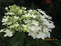 IMG_2799.JPG