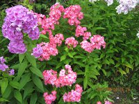 IMG_2807.JPG