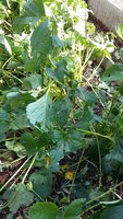 20170815_104705.jpg