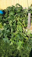 20170815_080721.jpg