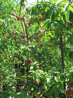 IMG_0018.JPG
