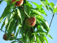IMG_0020.JPG