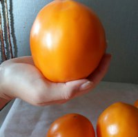 томат2.jpg