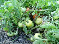 помидоры открытый грунт 18.08.17г. а.jpg