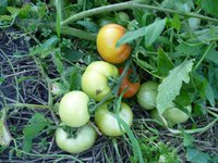 помидоры открытый грунт 18.08.17г. б.jpg