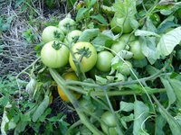 помидоры открытый грунт 18.08.17г. в.jpg