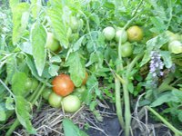помидоры открытый грунт 18.08.17г. д.jpg