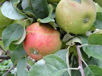 DSC05131-1.jpg