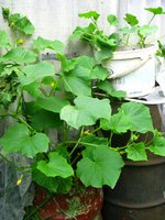 IMG_4131.JPG