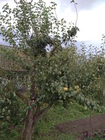 Полудичка из Погара .Привито несколько сортов.