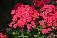 364. Phlox	paniculata	Red Riding Hood	I	0,64<br />примерно 48р<br /><br />gev09<br />gev09<br />gev09<br />Badina<br />gev09<br />ЕЛЕНА М 76
