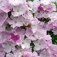 369.Phlox	paniculata	Cool Water 0,89<br />примерно 67р<br /><br />Badina