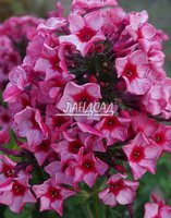 373. Phlox	paniculata	Red Caribian 1,21<br />примерно 91р<br /><br />Badina