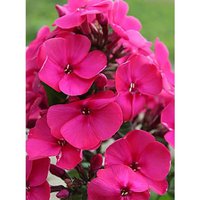 377. Phlox	paniculata	Younique Old Cerise 1,10<br />примерно 83р<br /><br />Badina