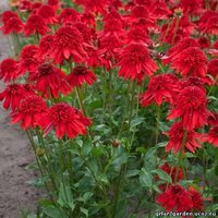 383. Echinacea   	purpurea	Meteor Red 3,04<br />примерно 228р<br /><br />Badina<br />belta<br />belta