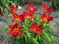 337. Лилейник Anzac 0.69<br />примерно 49р<br /><br />Badina<br />Klaris
