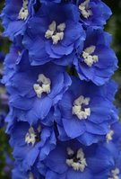 390. Delphinium	elatum	Independence	03/05	1,56<br />примерно 117р