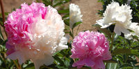 392. Paeonia		Mr. Ed	02/03	2,29	50<br />примерно 172р