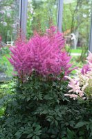 395. Astilbe 	Hybrids	Nemo  02/03	0,89<br />примерно 67р