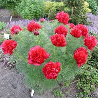 399. Paeonia	tenuifolia 	Plena	02/03	37,50	50<br />примерно 2625р