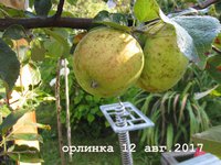 орлинка2.jpg