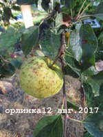 орлинка3.jpg