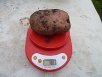 Атлет 1.jpg