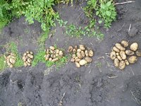 Крыница.jpg