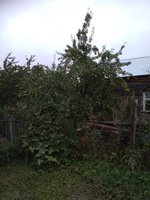 IMG_20170903_092419.jpg
