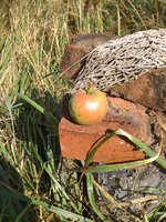 IMG_20170907_112550.jpg