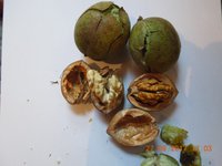 DSCN6222.JPG
