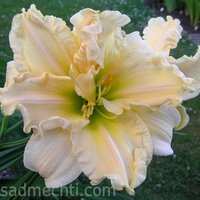417. ЛИлейник Schnickel Fritz 1,67<br />примерно 126р